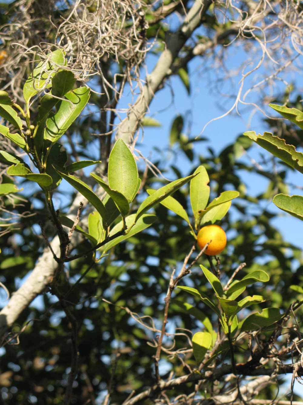            Sun leaves (Winter Haven, FL)   